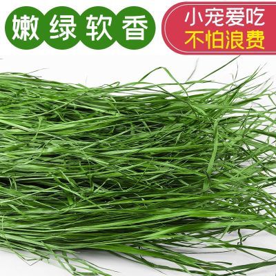 24年新烘干提摩西草段北提草兔子晒干粮兔饲料龙猫荷兰猪豚鼠牧草