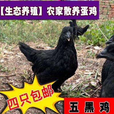 【抢鲜价】农家正宗青年散养五黑鸡1.0-1.5斤下蛋笨鸡土鸡