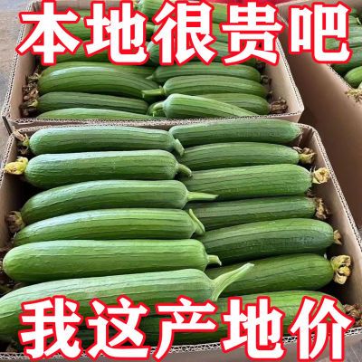 新鲜丝瓜奶油丝瓜短棒丝瓜肉丝瓜湖北宜昌农家自种新鲜蔬菜1-5斤