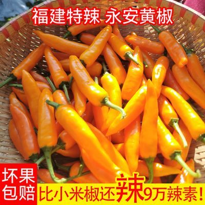 正宗永安黄椒新鲜现货特辣下饭特香黄椒子弹黄椒福建小吃福建特产