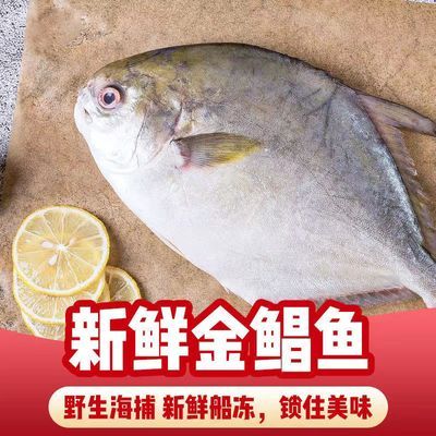 【北部湾】新鲜深海金鲳鱼鲜活冷冻批发肉鲳枪野生白鲳海鲜水产