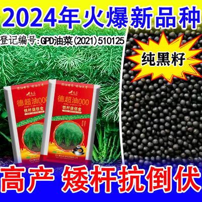 铁杆七百斤高品质四川油菜种子高产矮杆杂交黑油菜籽抗倒抗病中熟