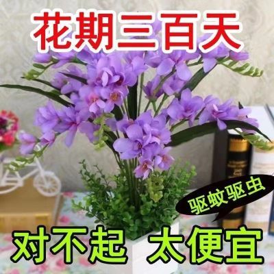 【香水味】新品清香玉球根驱蚊虫四季开花重瓣花浓香型花卉盆栽