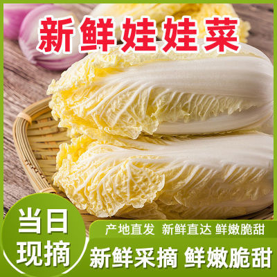 云南正宗高山黄心娃娃菜,品种优质味道甜美,新鲜发货大娃娃菜