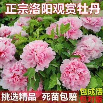 热销洛阳牡丹花苗大花带花苞北方耐寒室内外盆栽花卉植物四季牡丹