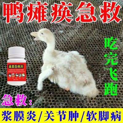 鸭鹅瘫痪浆膜炎【能跑能吃】腿软弱无力关节肿大卧地不起站立不稳