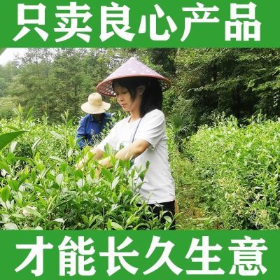 绿茶【一斤】2024新茶浓香型云雾春茶特级明前毛尖恩施硒茶叶散装