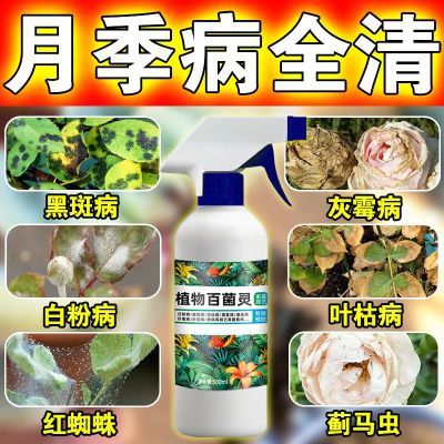 月季花病虫害常用药专治黑斑灰霉黄枯叶白粉病玫瑰红蜘蛛专用药肥