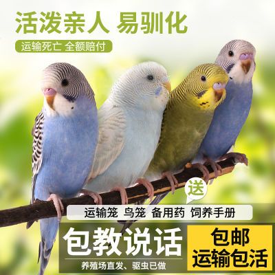 宠尚天鹦鹉活鸟中小型鸟笼会说话鹦鹉活体幼小鸟家养宠物成年虎皮