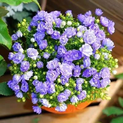 重瓣丹麦梦露风铃花蓝紫色带花苞盆栽室内植物四季