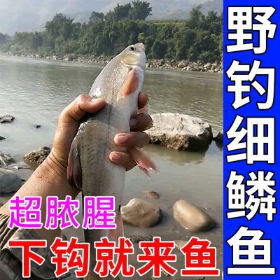 细鳞鱼饵料【天热口更旺】野钓细鳞鱼诱食剂春夏钓溪流鱼通用窝料