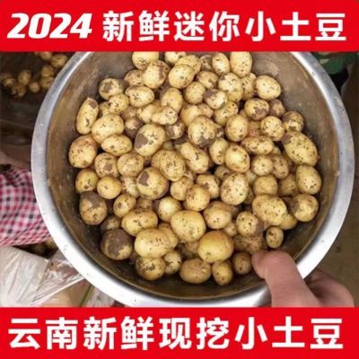 2024新鲜迷你小土豆农家自种现挖黄皮黄心马铃薯洋芋土豆蔬菜