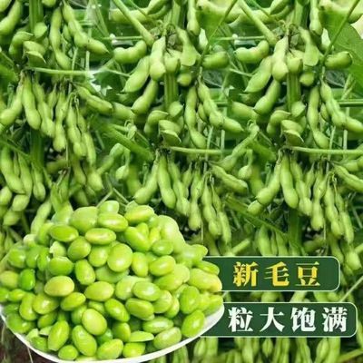 【优惠推荐】新鲜毛豆带壳整箱生青豆鲜嫩毛毛豆现摘现发应季蔬菜