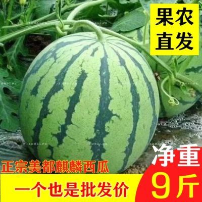 【正宗】现摘麒麟超甜薄皮美都8424应季整箱批发无籽有籽新鲜水果