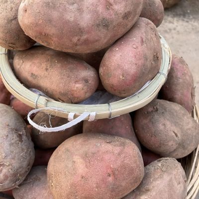 云南新鲜红皮大土豆农家自种大洋芋现挖马铃薯蔬菜油炸红皮土豆