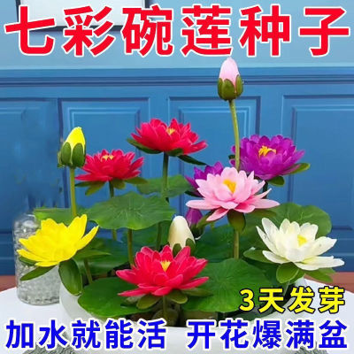 【遇水开花】碗莲四季种植水培植物室内绿植睡莲荷花无土水培