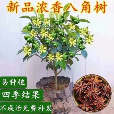 秋季上新爆款八角矮化无刺盆栽地栽风水招财南北耐寒庭院四季好养