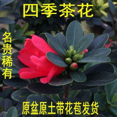 四季耐寒杜鹃名贵稀有茶茶花盆栽福建基地直发