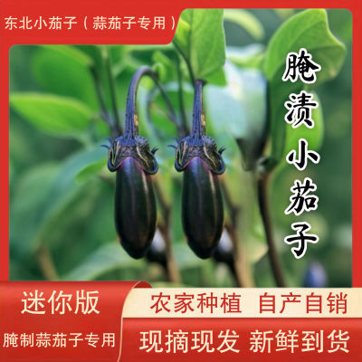 东北小茄子紫把紫裤划算腌制蒜茄子水果茄子新鲜应季蔬菜包邮现摘