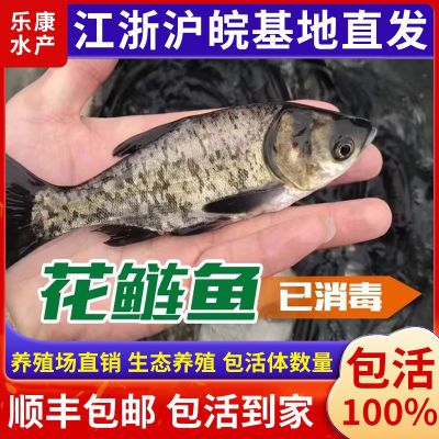 花鲢鱼苗大头鱼胖头鱼苗鲢鳙鱼包头鱼苗白鲢四大家鱼活体淡水培殖