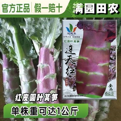 正品红皮圆叶莴笋种子高产红皮绿肉耐寒耐热圆叶香莴苣春秋冬季种