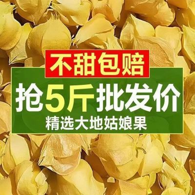 【新鲜头茬】东北姑娘果黄金菇娘果灯笼果黄洋姑娘超香甜东北特产