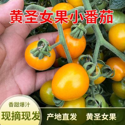 黄圣女果新鲜净重3-9斤黄色小番茄酸甜可口黄色樱桃番茄非千禧果