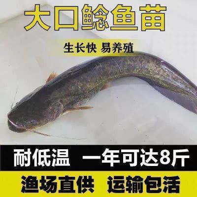 南方大口鲶鱼苗淡冷水养殖胡二须子鲶大型冷水鱼埃及鲶鱼土鲶鱼苗