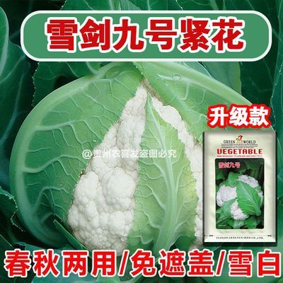 雪剑9号白花菜种子免盖早熟耐热紧白花菜种花椰菜种子青梗花菜种