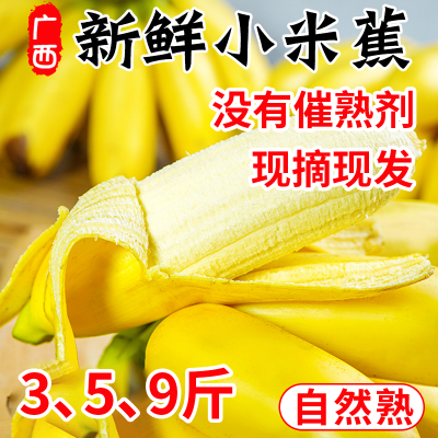 正宗广西小米蕉当季香蕉自然熟甜糯薄皮【香蕉之乡水果一整箱青皮