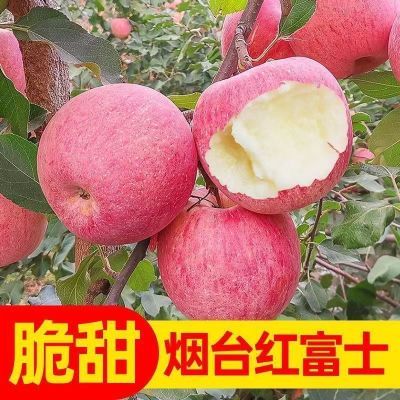 山东烟台栖霞正宗红富士条纹红平苹果脆甜新鲜水果批发