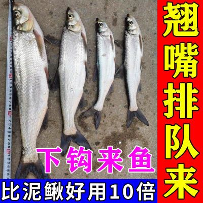 比泥鳅强】天越热口越好翘嘴饵料专攻翘嘴野钓湖库钓大翘嘴白条鱼