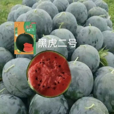 黑皮红瓤肉圆形黑虎二号西瓜种子10克/袋约190粒薄皮四季秋