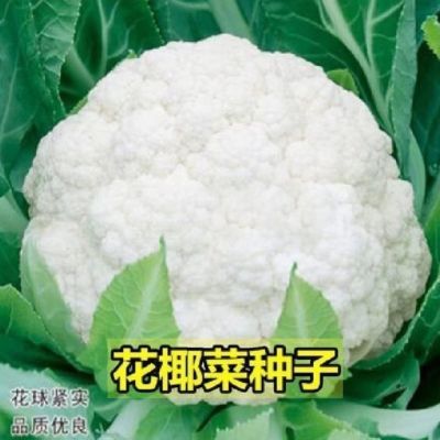 精品耐热改良80天菜花种子送花菜种籽花椰菜紧花菜籽大田基地耐热