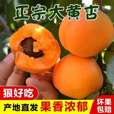 杏子水果新鲜现摘5斤当季大黄杏杏梅整箱批酸甜孕妇应季农家水果