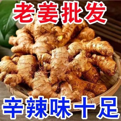 正宗老姜家用现挖大黄姜月子姜土姜农家肉姜新鲜蔬菜制品生姜包邮