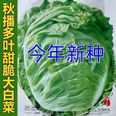 叶多多大白菜种子火锅菜白菜特大白菜山东冬储胶州秋冬蔬菜种子