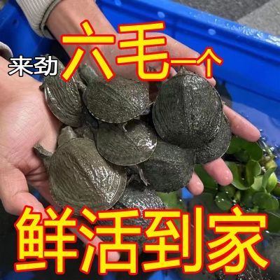 100只小甲鱼大苗中华鳖批发摆地摊鲜活入门甲鱼苗公一母一对幼苗