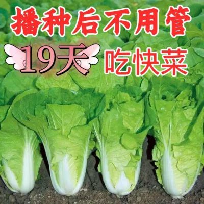 19天速生快菜四季奶油快菜耐热抗病蔬菜种子大全快速生长蔬菜种