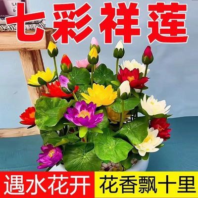 3天发芽】睡莲碗莲种四季开花水培水养绿植睡莲荷花无土盆栽莲子