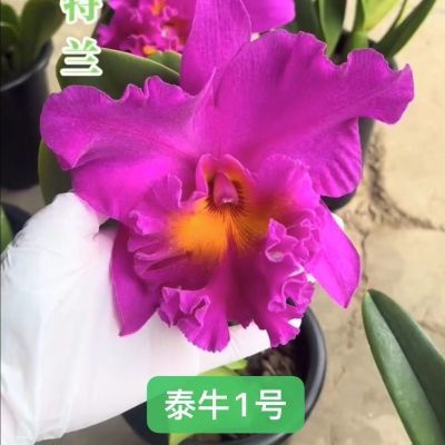 泰牛一号 进口卡特兰 带香味 带花袋原盆发货