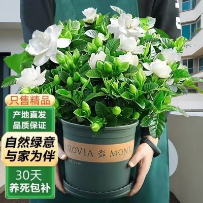 浓香型香水牡丹栀子花四季开花卉绿植室内桌面盆栽净化空气吸甲醛