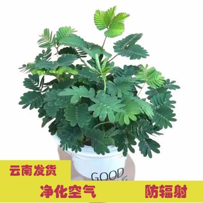 彩色含羞草小盆栽室内阳台植物四季常青怕害羞的趣味小植物