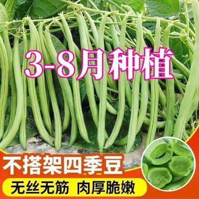 【只卖好种】无架四季豆种子无筋豆种子不用搭架春季庭院阳台菜籽