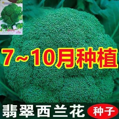 【今年新种】西兰花种子绿色花菜蔬菜种子花椰菜耐寒耐热花菜籽