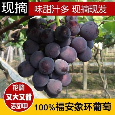 福安巨峰葡萄大颗粒超大精品新鲜现摘时令爆甜巨峰一整箱冷链包邮