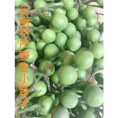 云南新鲜特色野菜子果德宏野生特产小苦子东北内蒙新疆不包鲜慎拍