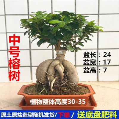 老桩人参榕盆景阳台客厅植物桌面新款小榕树盆栽办公室内四季绿植