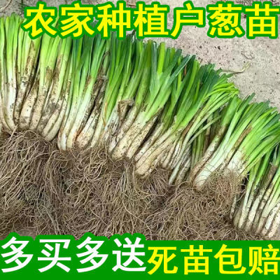 浇水就长四季小香葱分葱根苗葱苗可盆栽田间种植种死免费补发包邮