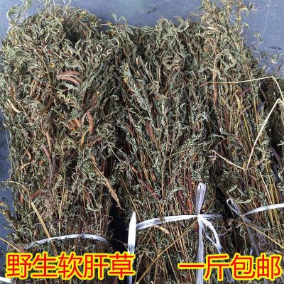 野生软肝草 广西野生中药材新货软肝草 铁甲草 益肝草 500克包邮